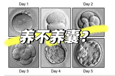 鲜胚冻胚与囊胚移植选择指南及代孕服务流程解析
